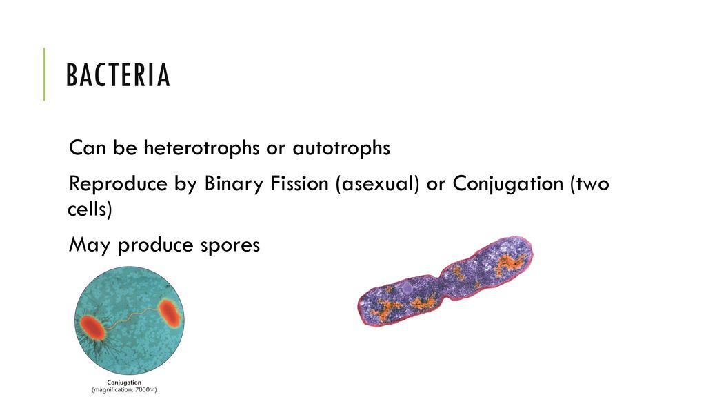 Microorganisms. - ppt download