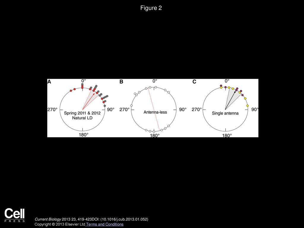 Figure 2 Characteristics of the Time-Compensated Sun Compass Used by Remigrating Monarchs.