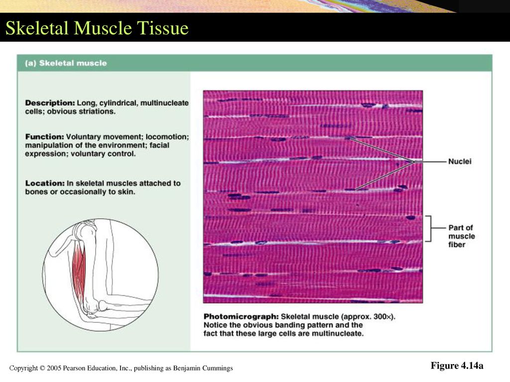 Muscle Tissues Muscle tissues Skeletal (striated) muscle - ppt download