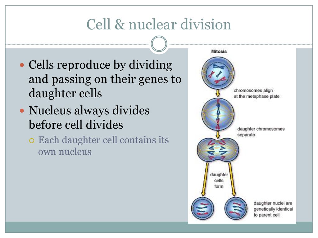 Cell & nuclear division