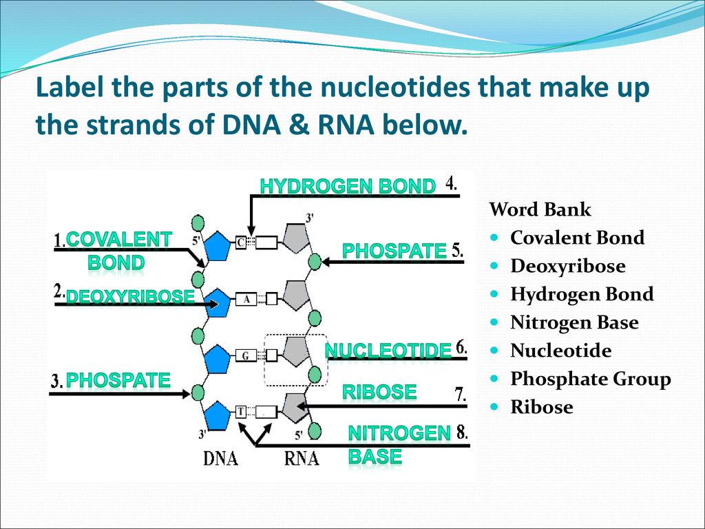 DNA, RNA & Protein Synthesis - ppt download