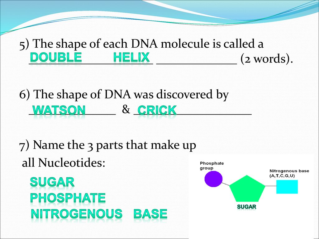Dna Rna Protein Synthesis Ppt Download Dna Rna Protein Synthesis Ppt Download