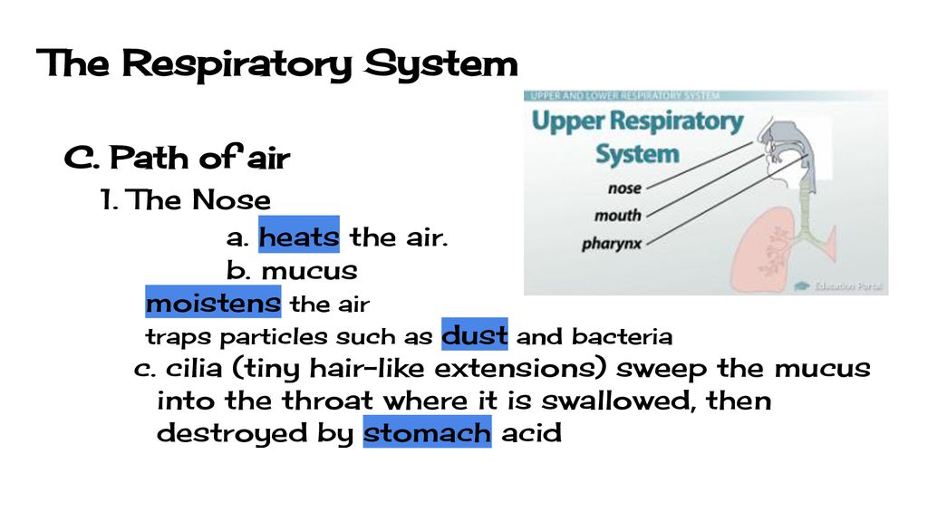 Cardiovascular, Respiratory, & Smoking Notes - ppt download