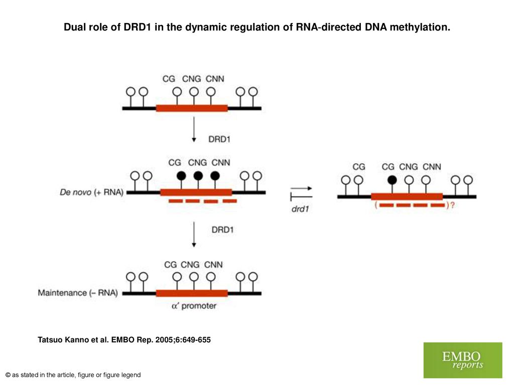 Dual role of DRD1 in the dynamic regulation of RNA‐directed DNA methylation.