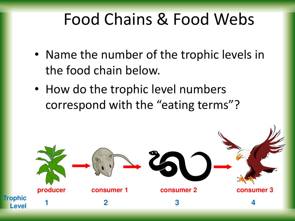 Producers And Consumers Food Chain Biology Diagrams
