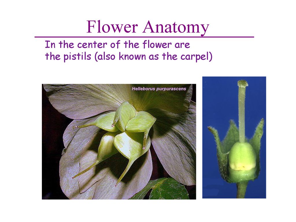 Angiosperms. - ppt download