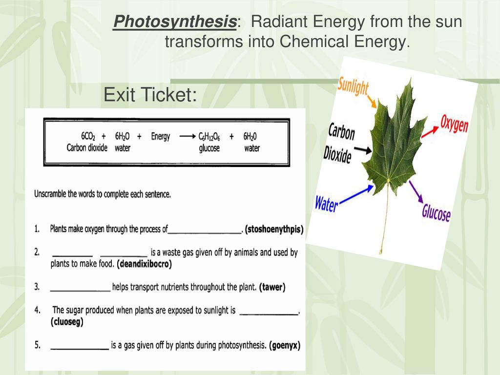 Photosynthesis: Radiant Energy from the sun transforms into Chemical Energy.