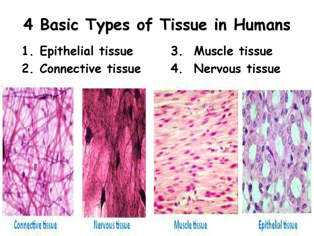Histology. - ppt download