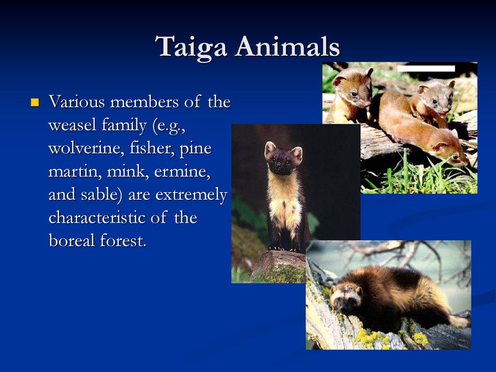 Taiga The Boreal Forest Ppt Download