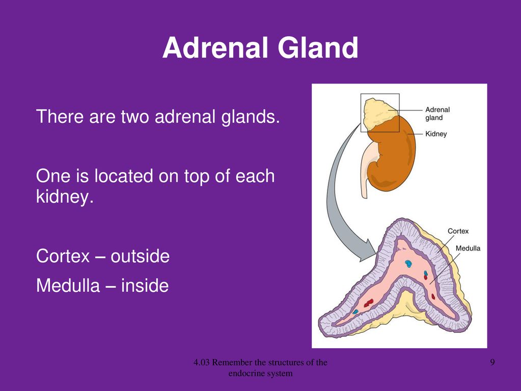 4.03 Remember the structures of the endocrine system - ppt download