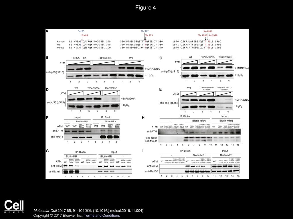 Figure 4 Characterization of ATM Phosphorylation Site Mutants Identifies Candidates with Reduced Affinity for MRN.