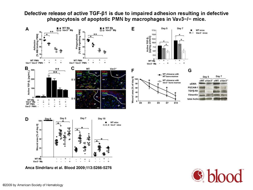Defective release of active TGF-β1 is due to impaired adhesion resulting in defective phagocytosis of apoptotic PMN by macrophages in Vav3−/− mice.