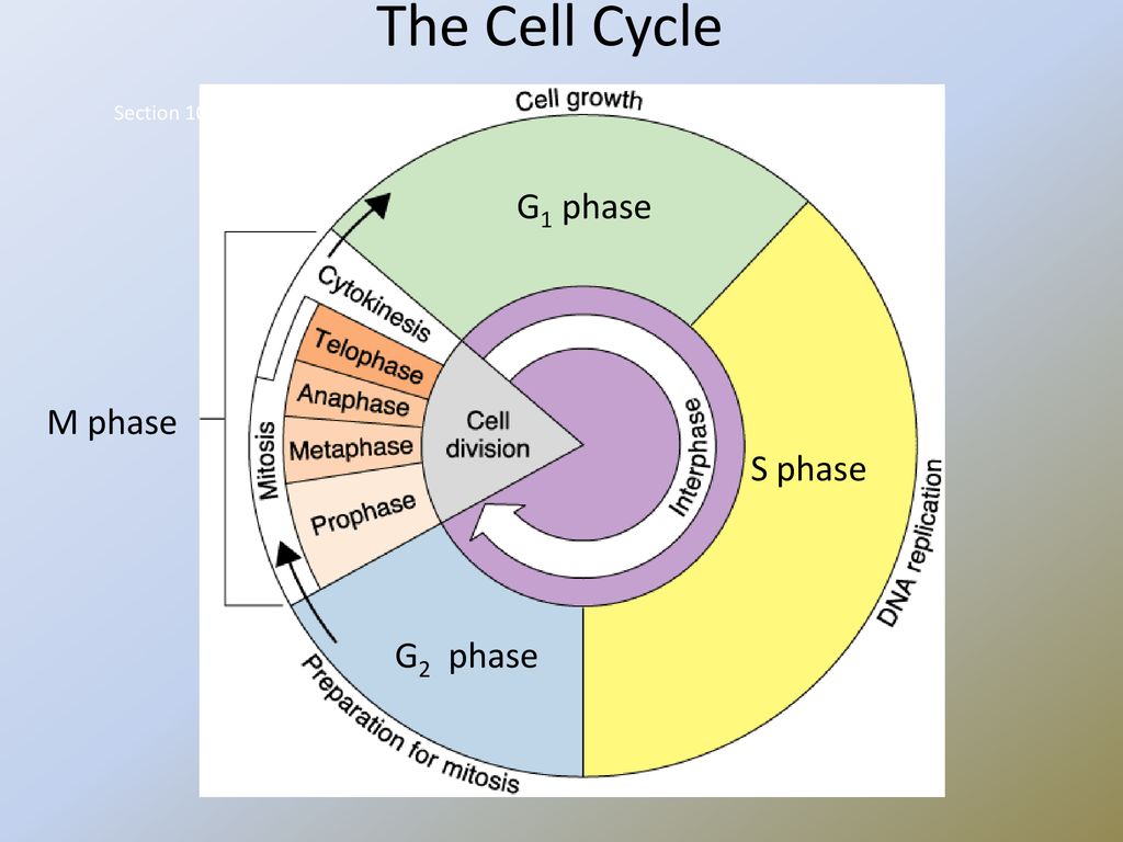 93 Cell Division Biology Diagrams