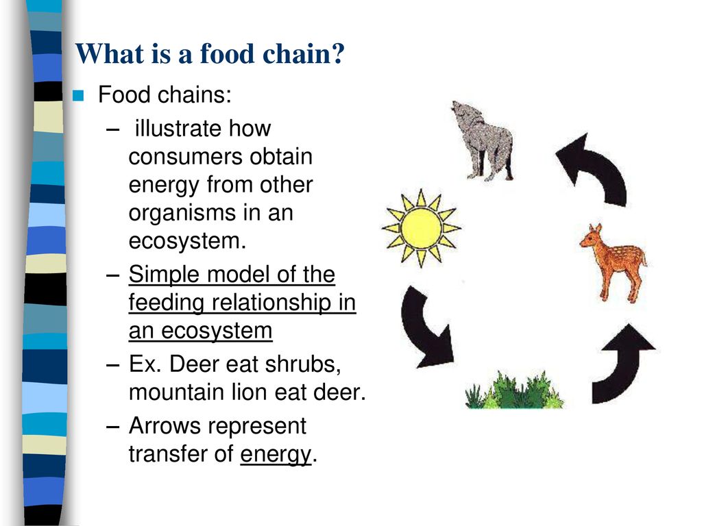 Interactions Within Communities Biology Diagrams
