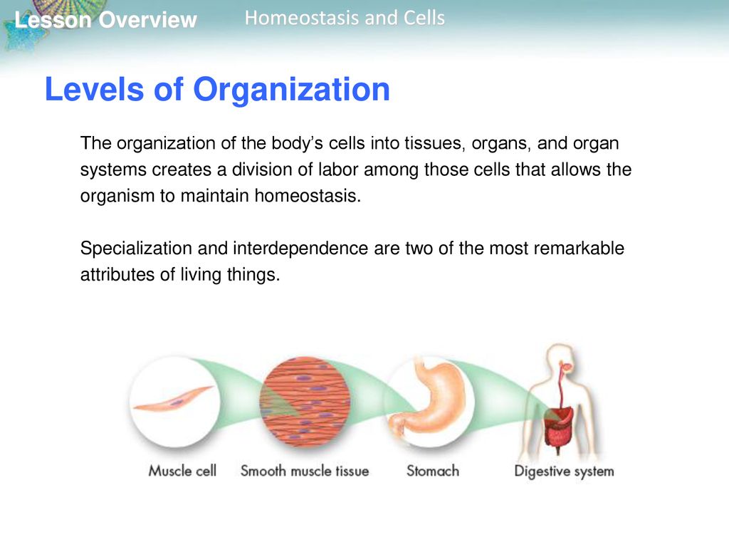 Lesson Overview 7.4 Homeostasis and Cells. - ppt download