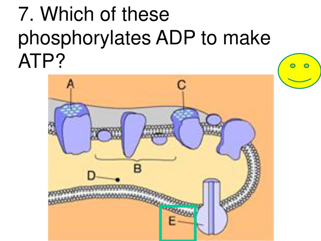 PHOTOSYNTHESIS REVIEW ANSWERS. ppt download