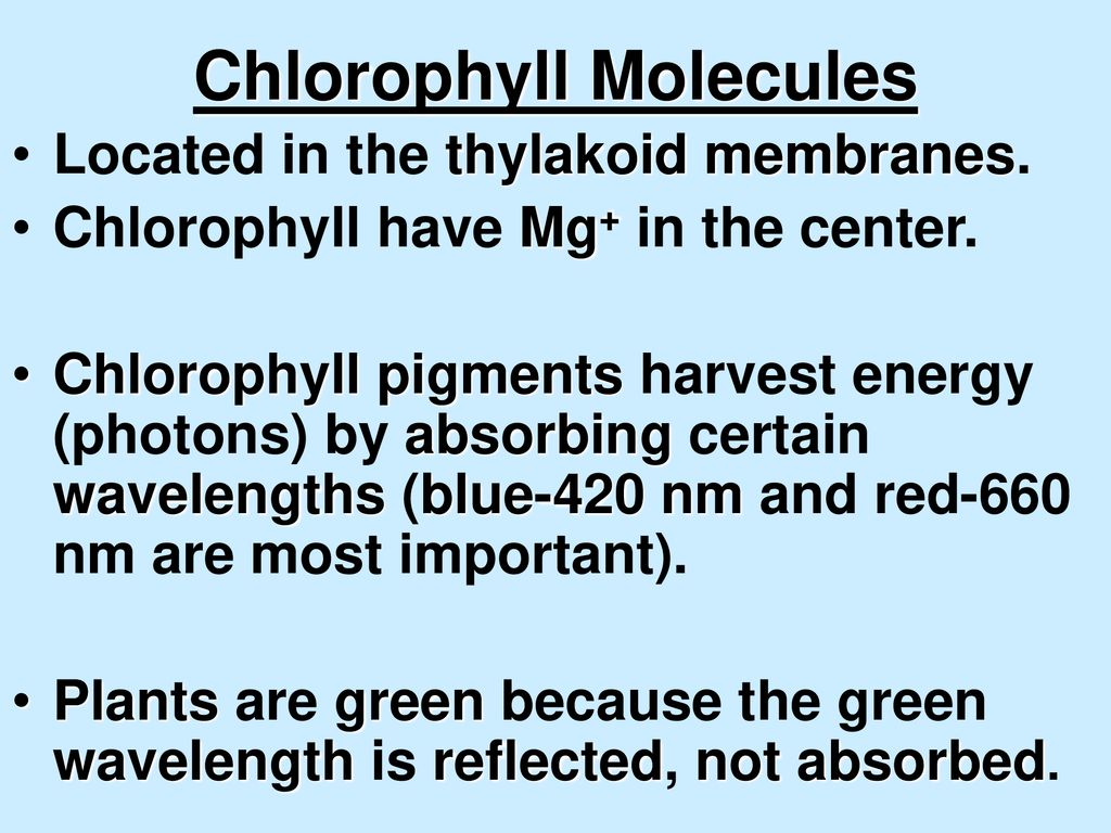 PHOTOSYNTHESIS. - ppt download