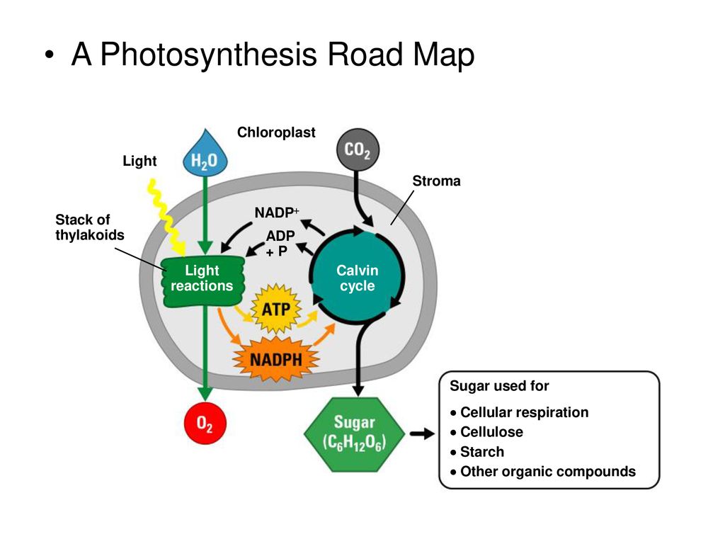 Цикл кальвина происходит в хлоропласта. Цикл Кальвина. Цикл Кальвина в фотосинтезе. Кальвин фотосинтез. Photosynthesis Reaction.