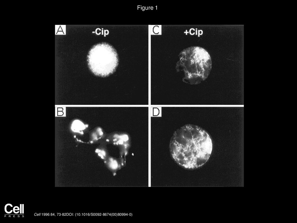 Figure 1 Cip Blocks Mitotic Breakdown of Nuclear Envelope in Ca2+-Activated CSF Extracts.