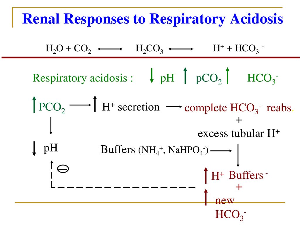 Acid-Base Regulation-1 Lecture 8 (9/4/2015) - ppt download