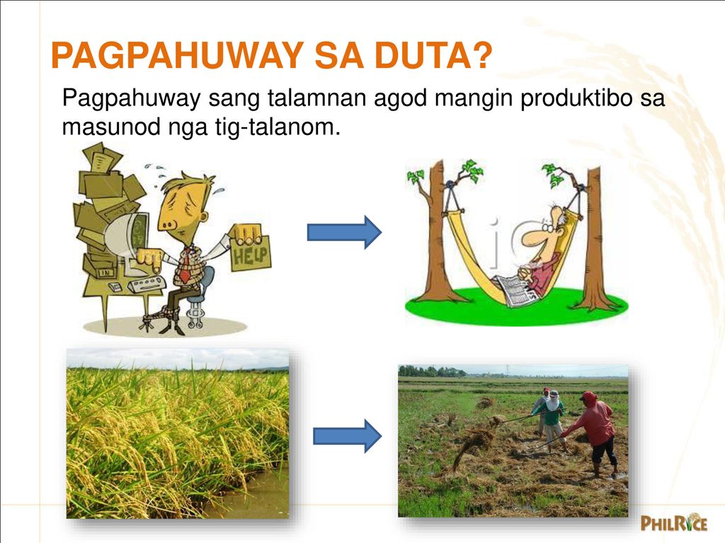 PAGPAHUWAY SA DUTA. Pagpahuway sang talamnan agod mangin produktibo sa masunod nga tig-talanom.