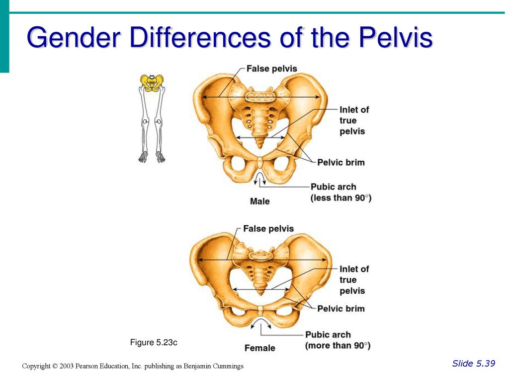 Chapter 5 The Skeletal System - ppt download