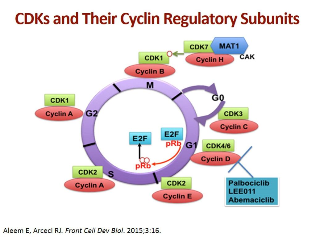CDKs and Their Cyclin Regulatory Subunits
