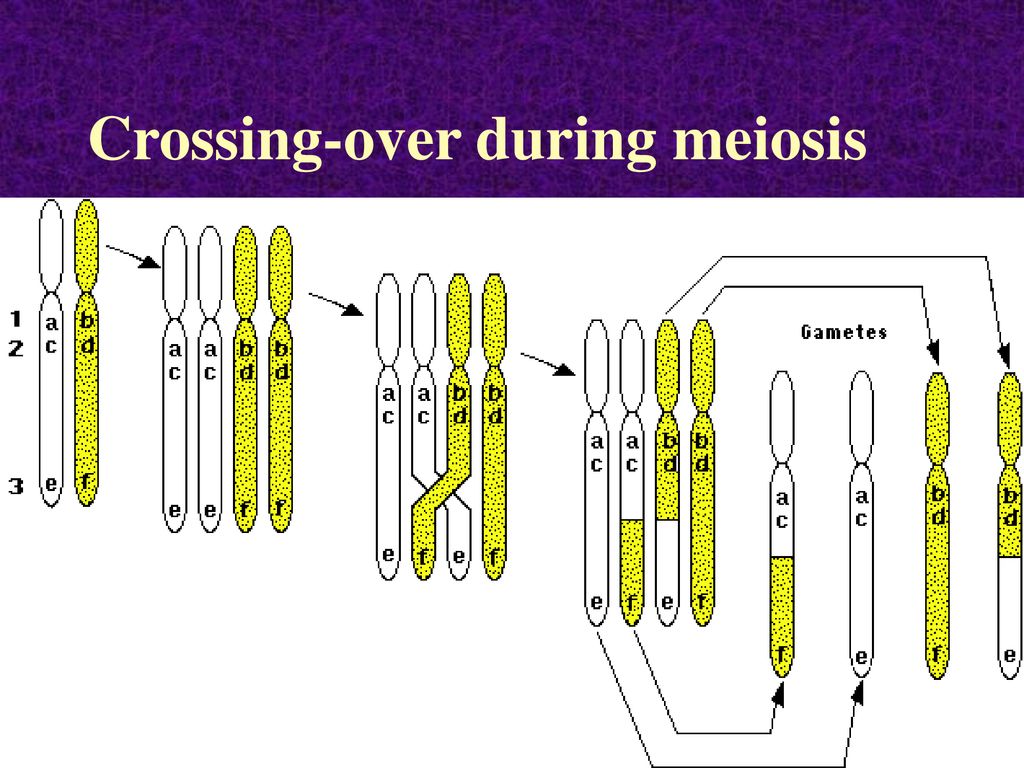 Cell Division. Biology Diagrams