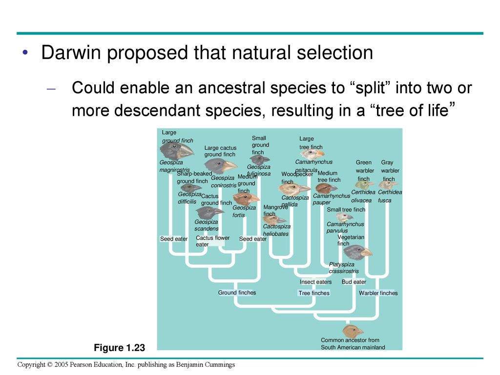 Darwin proposed that natural selection