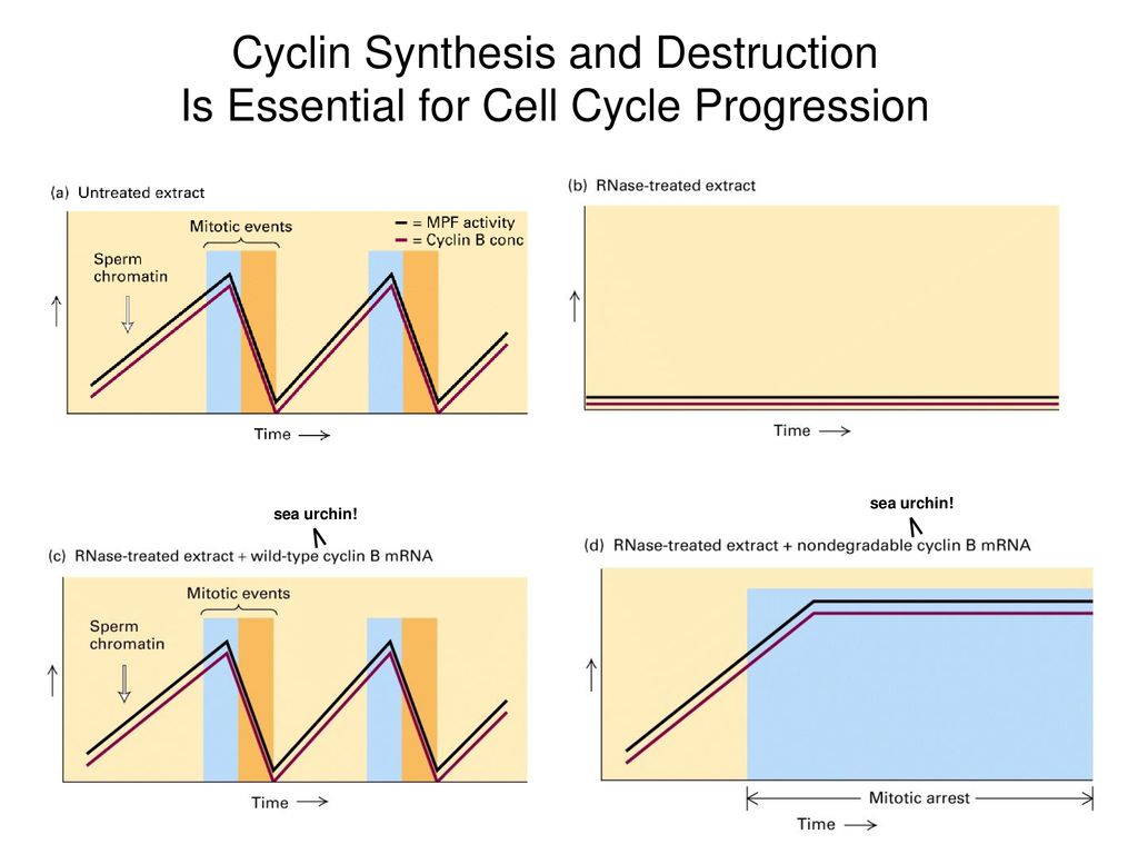 Phosphorylation of CDK Targets Changes Their Activity Biology Diagrams