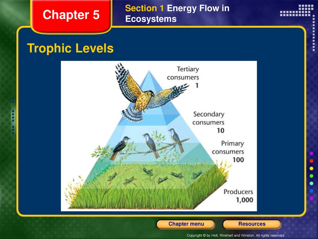 Section 1 Energy Flow in Ecosystems