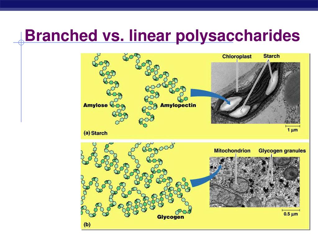 Modified from kim foglia ppt download