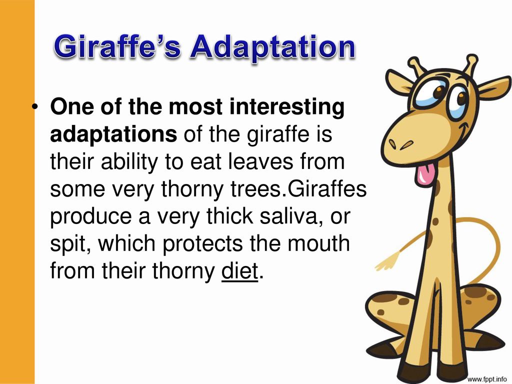 adaptation of giraffe