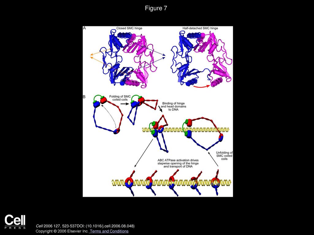 Figure 7 A Model for the Transport of DNA through SMC Hinges