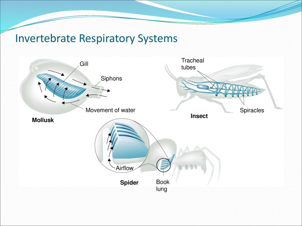 Invertebrate Respiratory System: Exploring the Diverse Mechanisms of