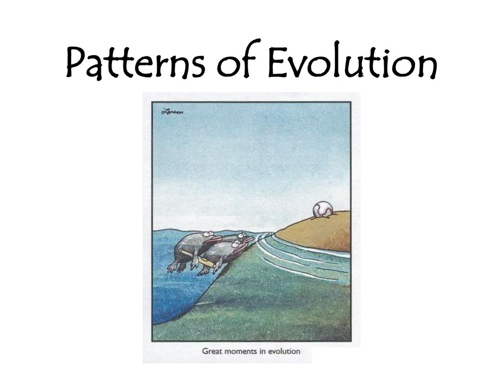 Patterns of Evolution. - ppt download