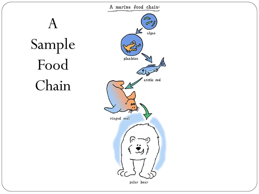 Interactions Within Ecosystems Chapter 2 Biology Diagrams