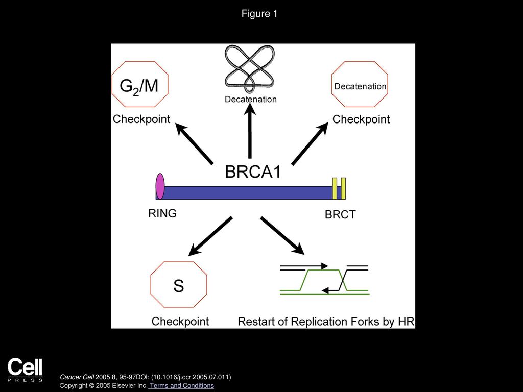 Figure 1 Cell cycle-related functions of BRCA1