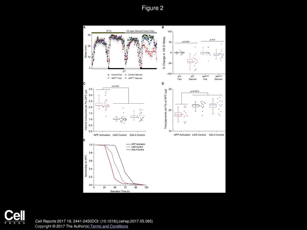 Figure 2 NPF Signaling Regulates the Physiological State of the Fly