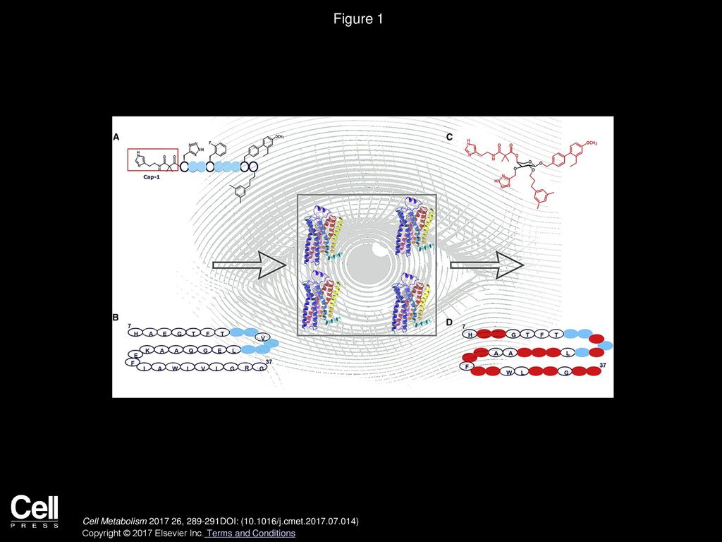 Once Blind Now We See GLP 1 Molecular Action Ppt Download   Figure 1 Macromolecular Structure Based Drug Design 