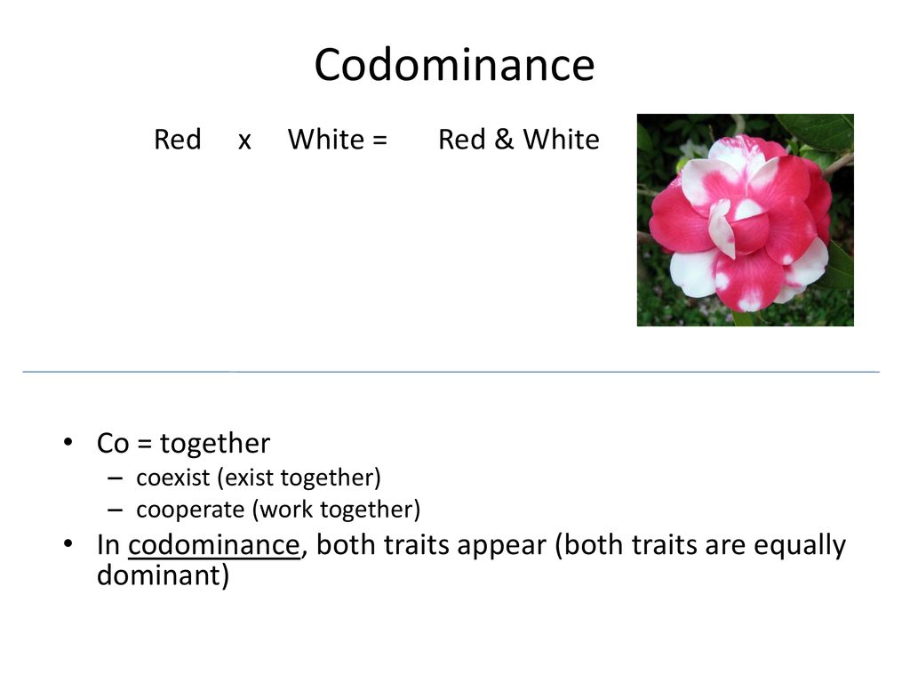 Codominance Co = together