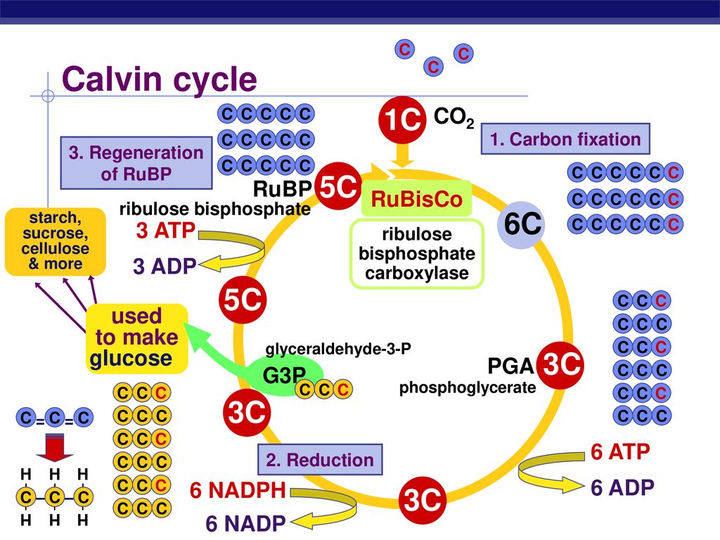 Photosynthesis The Calvin Cycle Life From Air Ppt Download photosynthesis-the-calvin-cycle-life-from-air-ppt-download
