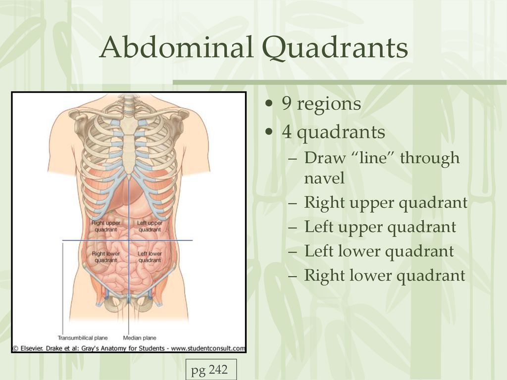 Surface Anatomy Vessels Muscles And Peritoneum Ppt Download