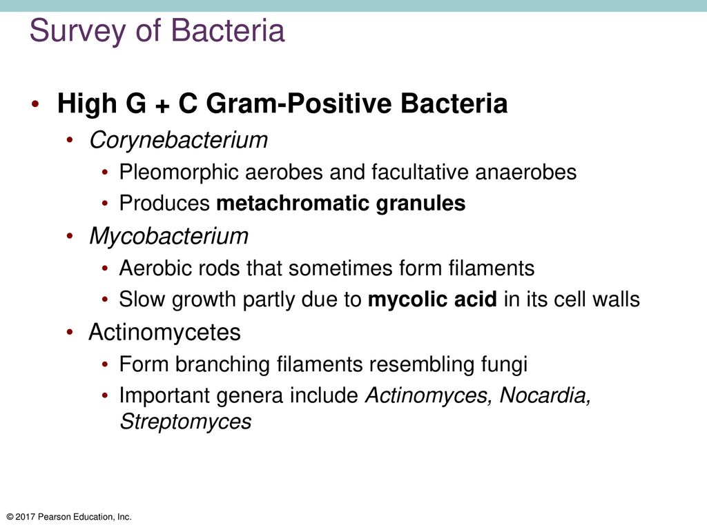 Survey of Bacteria High G + C Gram-Positive Bacteria Corynebacterium