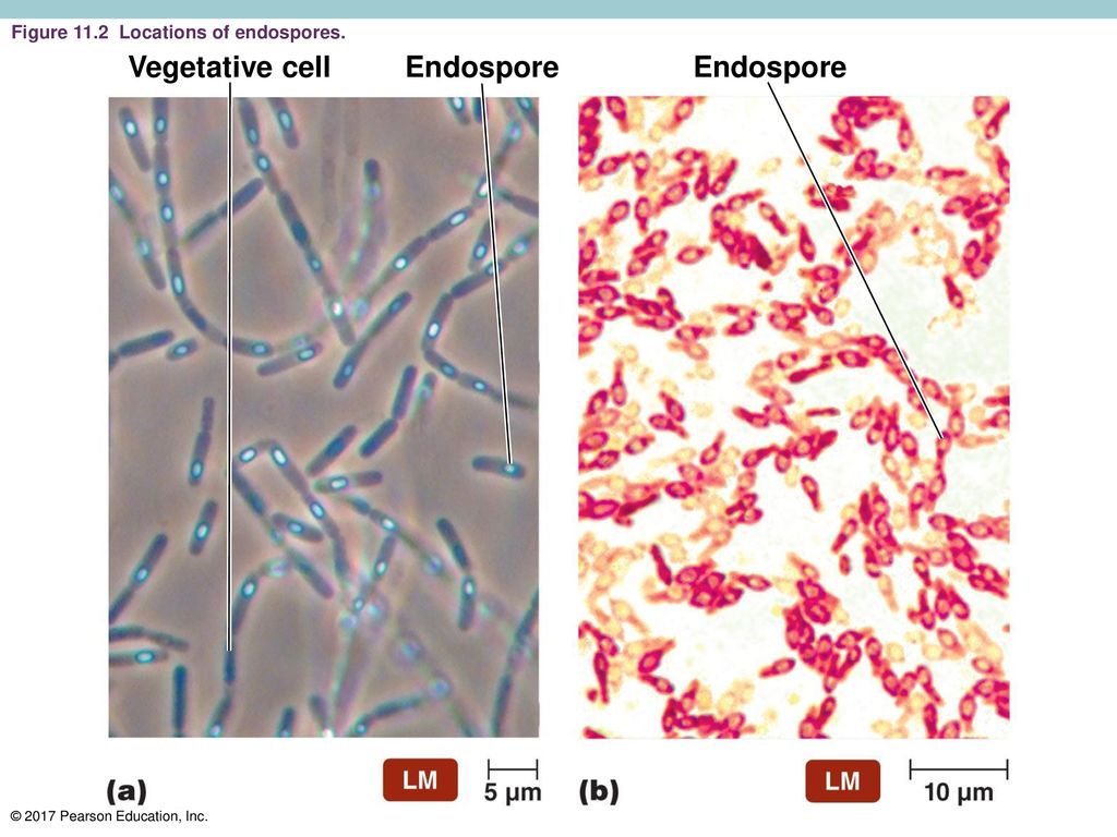 Vegetative cell Endospore Endospore
