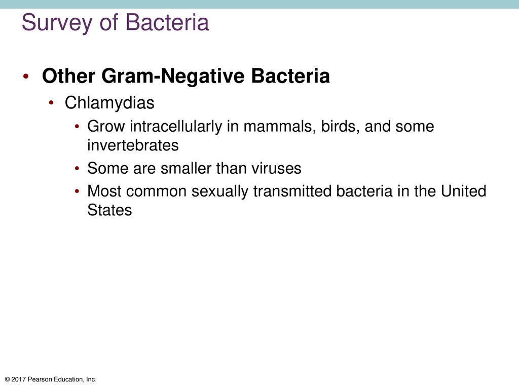 Survey of Bacteria Other Gram-Negative Bacteria Chlamydias