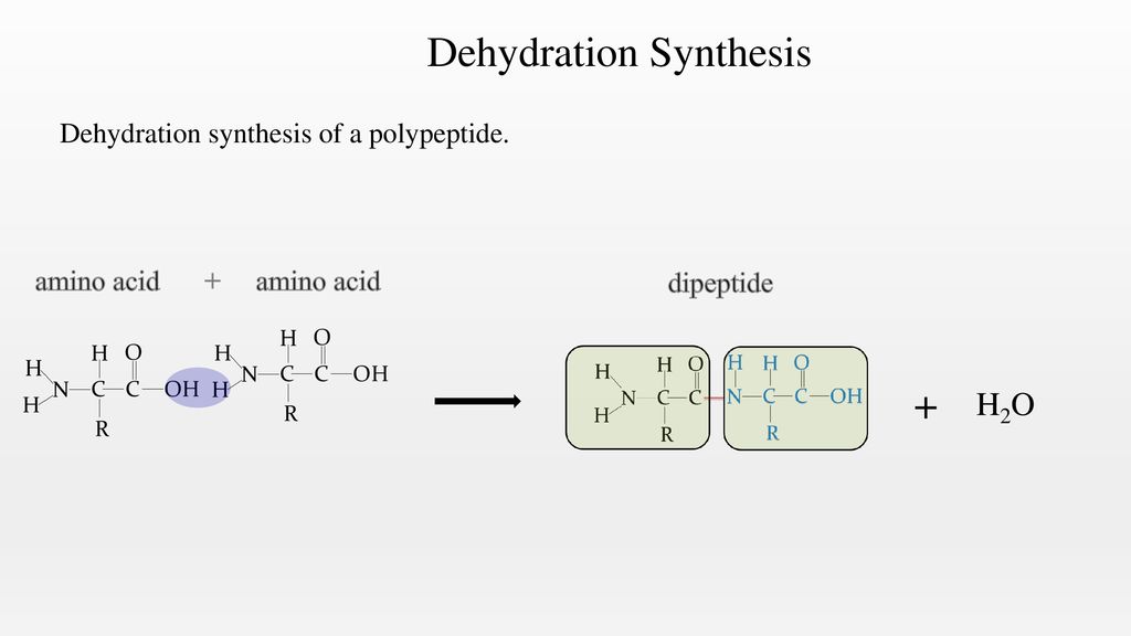 Chapter 4 Metabolism Anatomy & Physiology ivyanatomy.com. - ppt download