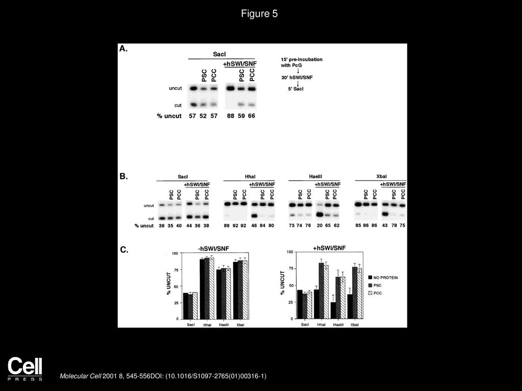 Figure 5 PCC and PSC Block hSWI/SNF-Mediated Changes in Restriction Enzyme Accessibility.