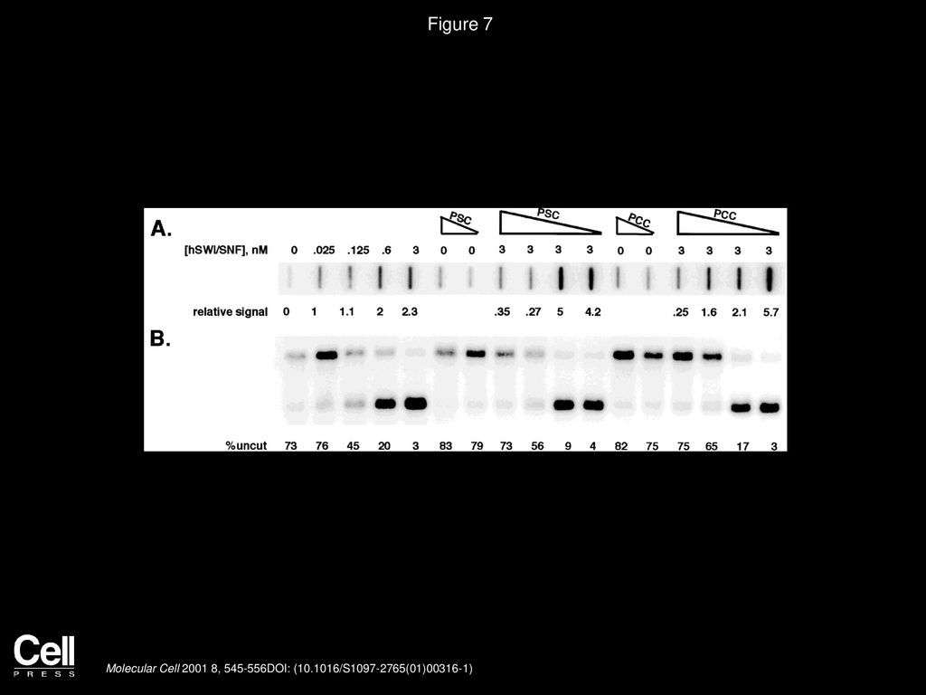 Figure 7 PSC and PCC Exclude hSWI/SNF from Nucleosomal Arrays
