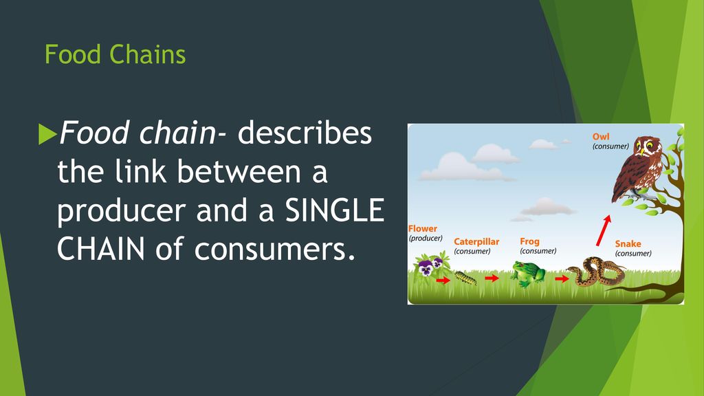 Food Chains and Food Webs Biology Diagrams